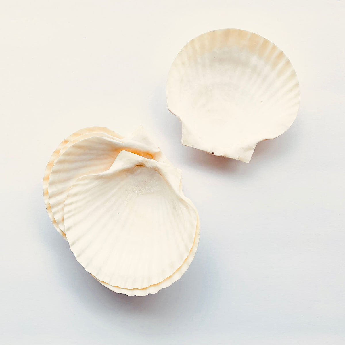 Giant Scallop Shell – Softhouse