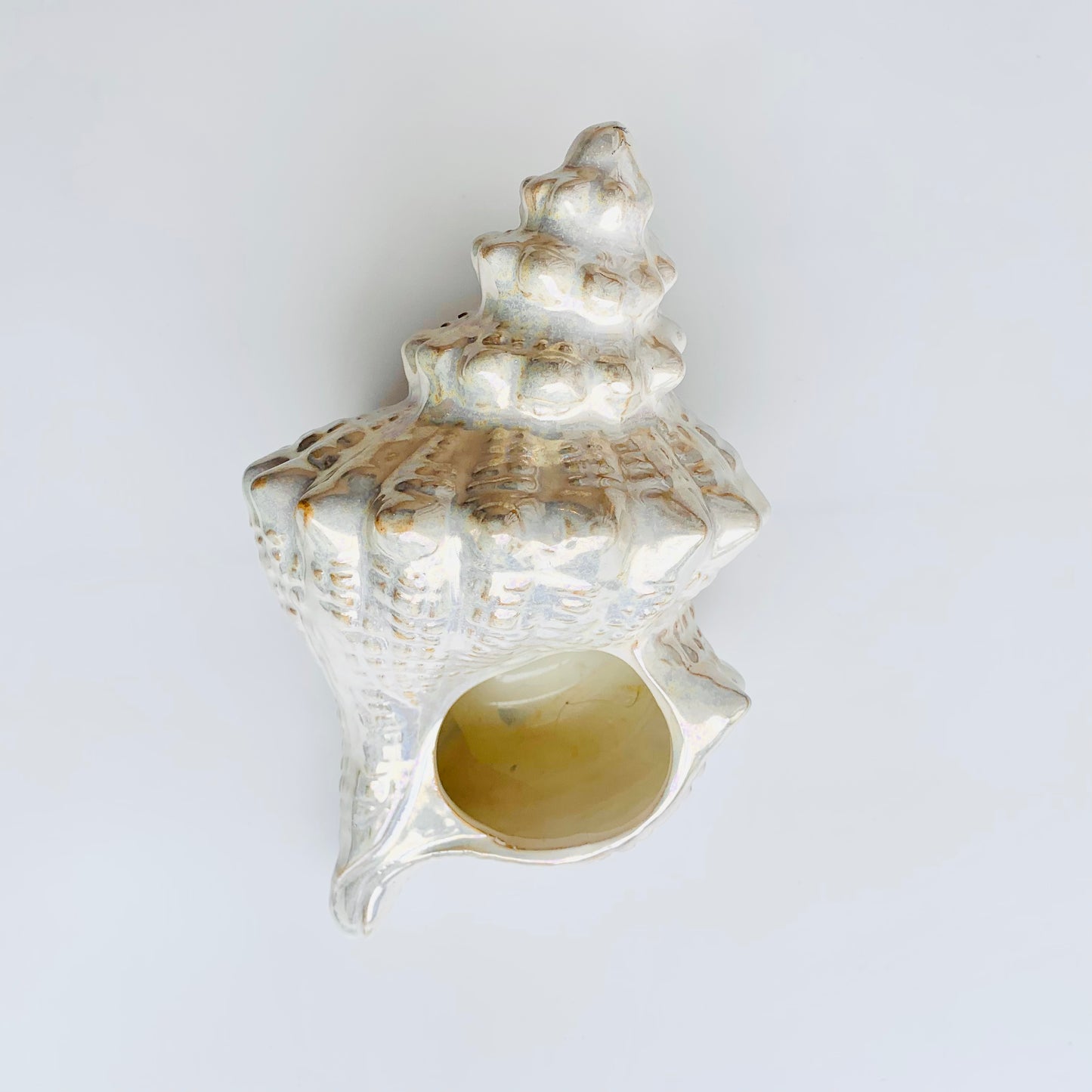 Iridescent Seashell Planter