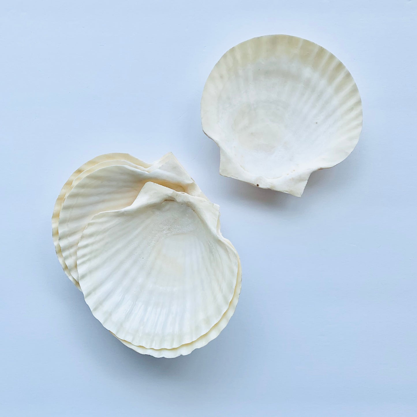 Giant Scallop Shell